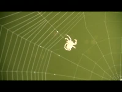  女子耳内夹出蜘蛛  竟是采摘路边野果惹的祸