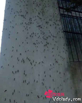  安徽 遭遇特大 虫灾 毛毛虫扎堆如下雨 网友:是从
