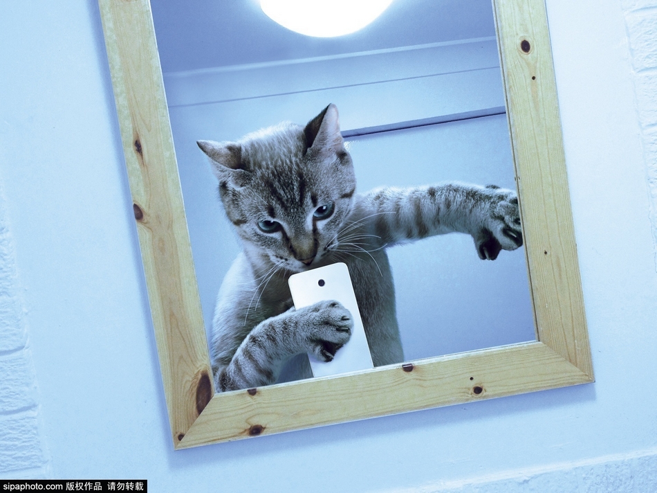 英公司制猫咪自拍日历 蠢萌惹人爱