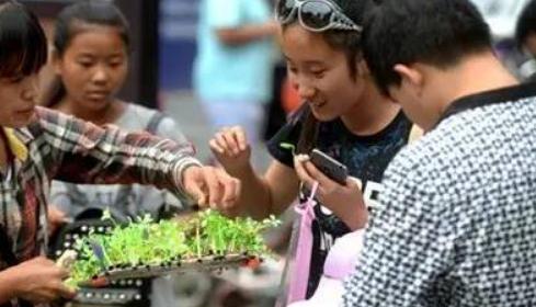  卖萌草吸引到蝴蝶  网友:萌草现在为什么就这么