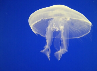 组图: 女星下海 遭 水母攻击  片方失责引发演出者