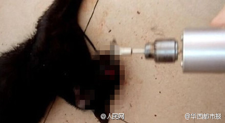 太残忍! 大学生虐猫拍视频  烫嘴穿舌下油锅不忍