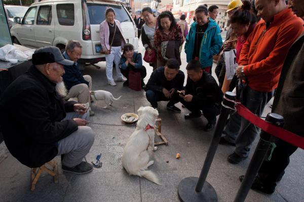 活得不如狗之高智商狗敲锣算数乞讨日赚数百元