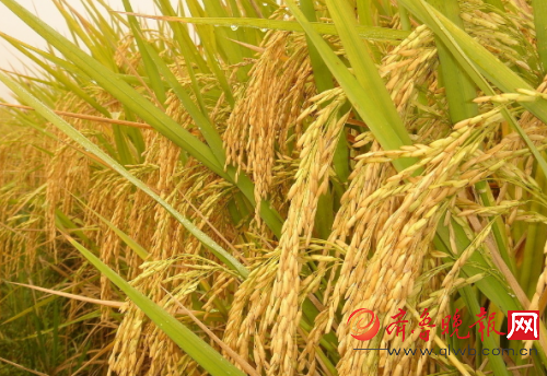 玉米小麦两用收割机_小麦胚芽油_小麦玉米亩收入四千元