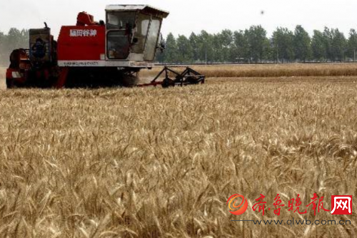 3大主粮收购下跌3毛 网友:中国农民该何去何从