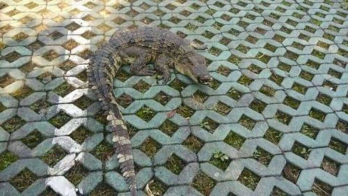 吓死宝宝! 高速 惊现 大鳄鱼 到底怎么回事? (图)