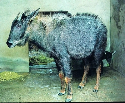  老人自称捕到 《封神榜》 神兽  宰杀肢解后 叫卖 