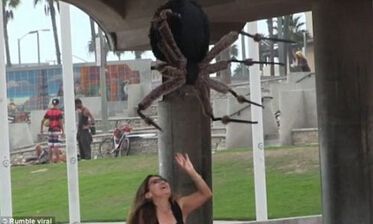 现实版美女与野兽  妹子偶遇巨型蜘蛛 差点出人