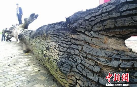  四川发现巨型乌木  专家称古代乃是运向王室的