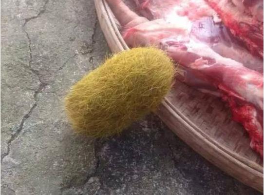  猪肚中现名贵猪砂 估价600万 专家:一坨猪毛