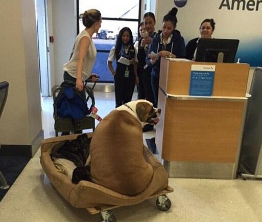 人不如狗系列: 胖狗狗坐飞机 头等舱 旅行 