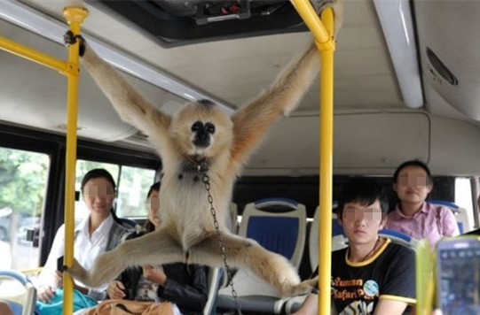 猖狂猴子发动公交引发事故 曾破坏掉车站闭路