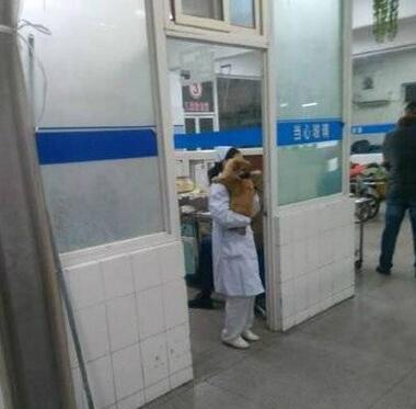 90后护士抱狗上班被停职 网友:任性!这是病得治