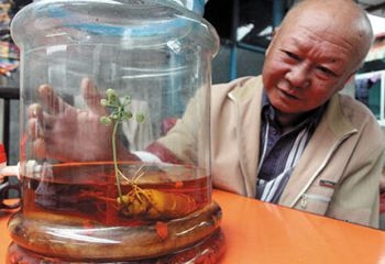 人参泡酒8年竟开白花 网友:真是稀有让人好奇