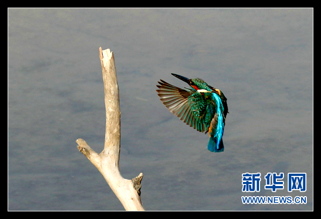 2015环青海湖国际公路自行车赛天佑德青稞酒