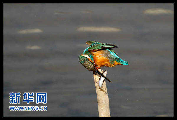 2015环青海湖国际公路自行车赛天佑德青稞酒