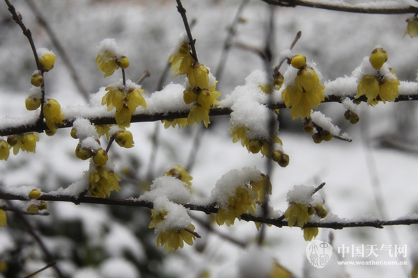  寒潮黄色预警发布  南方雨雪冰冻天气将愈演愈