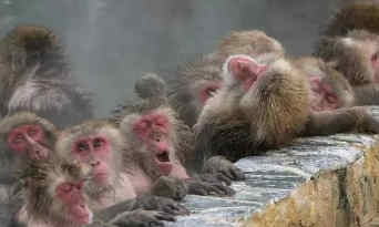 日本动物园猴子泡温泉 边吃水果边泡澡 好羡慕