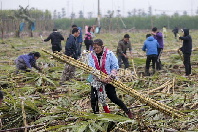 大风刮倒10亩甘蔗无人要 5元贱卖瞬间秒光