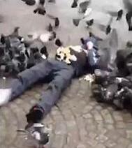男子惨遭鸽子围攻 视频传到网上收到很多人的