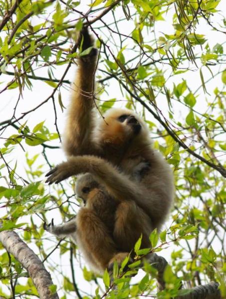 新年玩新宠:网上叫卖拇指猴一只3万 贩卖饲养