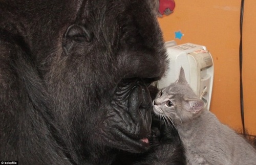 新年玩新宠:网上叫卖拇指猴一只3万 贩卖饲养