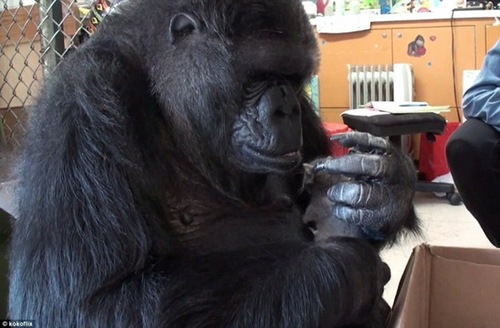 新年玩新宠:网上叫卖拇指猴一只3万 贩卖饲养