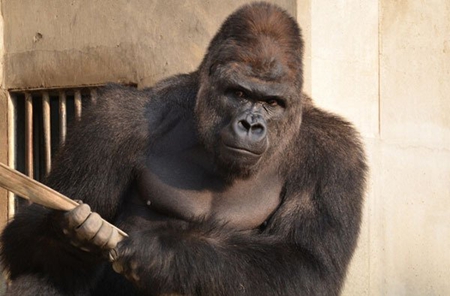 新年玩新宠:网上叫卖拇指猴一只3万 贩卖饲养