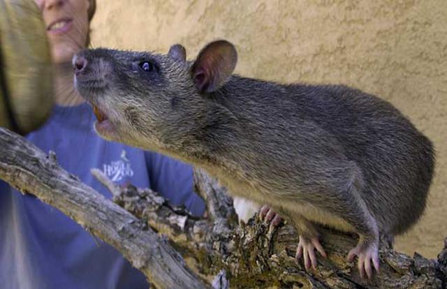 惊!美国纽约发现罕见变异老鼠 身体全长60厘米