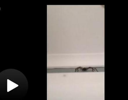  拿相机拍蜘蛛被吓  网友调侃:爱我你怕了吗(图)