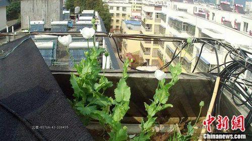 网上晒楼顶私种罂粟视频被查 不作死就不会死