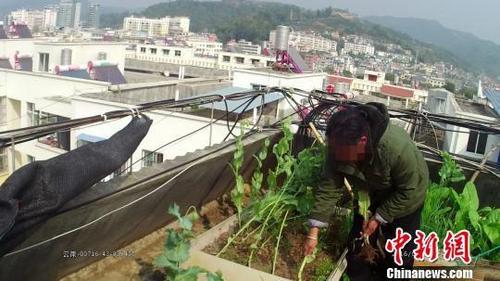 网上晒楼顶私种罂粟视频被查 不作死就不会死