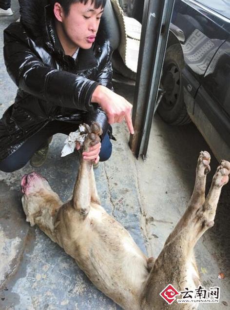 保安遭恶犬攻击: 恶犬性情凶猛 隔着玻璃门还想