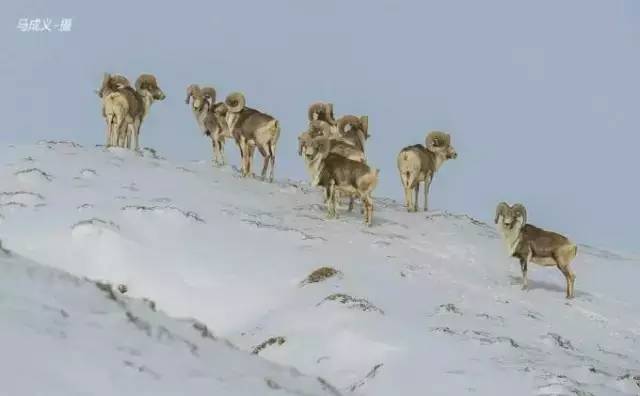 快看 快看 这些奔跑在高原上的精灵们 你见过几