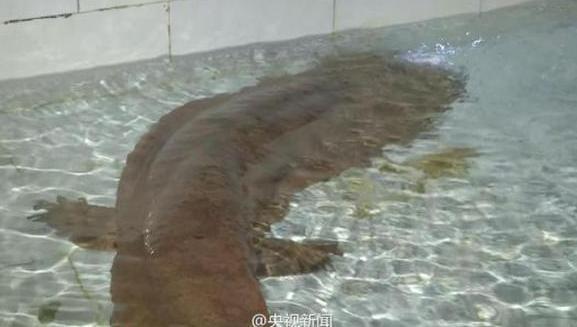 如何杀娃娃鱼视频 1118216430_14569224537141n.jpg