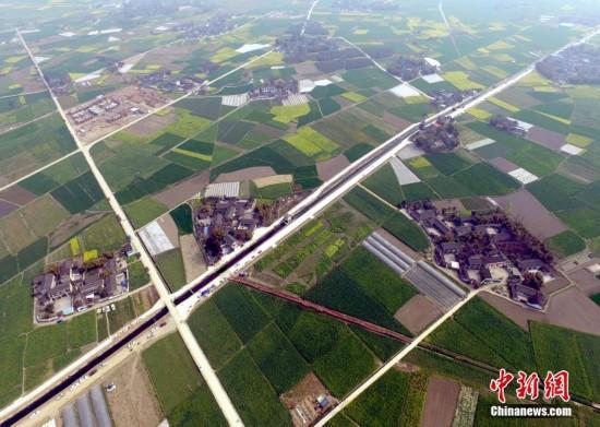  油菜花田现小黄人 机器猫萌萌哒 网友:高手在民