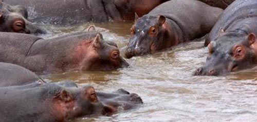 泰国约30名 日本游客全裸下海 导游:请保持节制