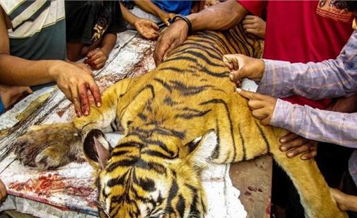 印尼 农民宰杀老虎吃肉  吃了老虎的村民可能会