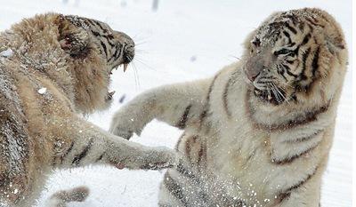  两白虎大打出手 :你给我一拳我踢你一脚 萌翻摄