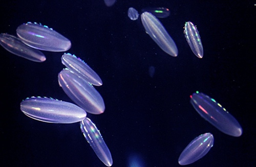 日本现会发光的彩虹水母:晶莹梦幻似深海精灵