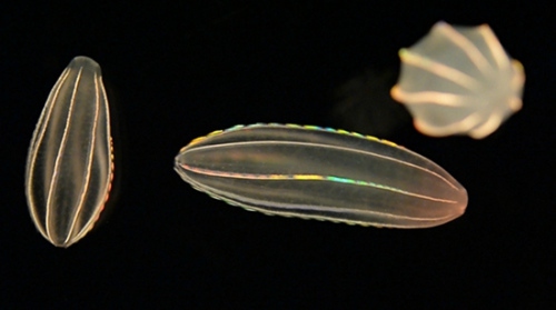 日本现会发光的彩虹水母:晶莹梦幻似深海精灵