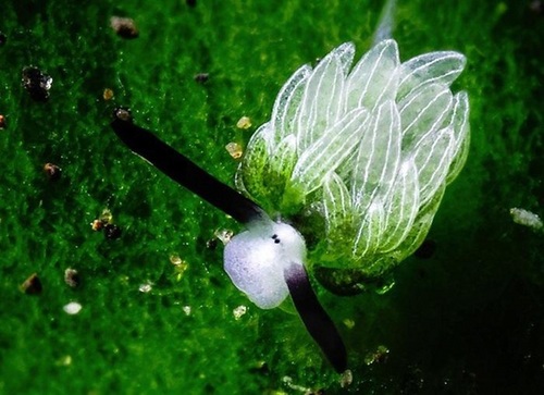 日本现会发光的彩虹水母:晶莹梦幻似深海精灵