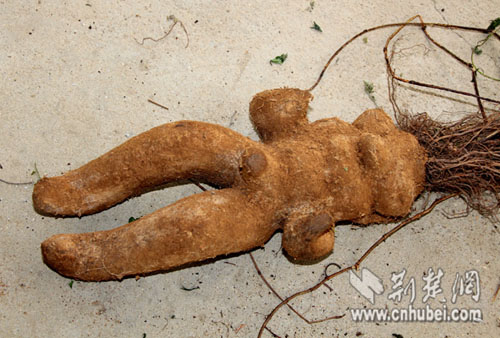 男子8000元买人形何首乌 实为山药(图)