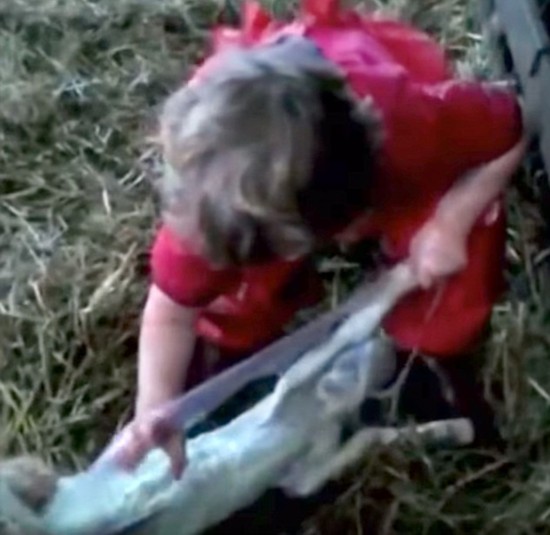  3岁萝莉给羊接生  最萌接生婆上英国媒体节目