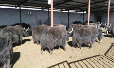 同仁县依托畜牧良种补贴项目积极引进牦牛新品