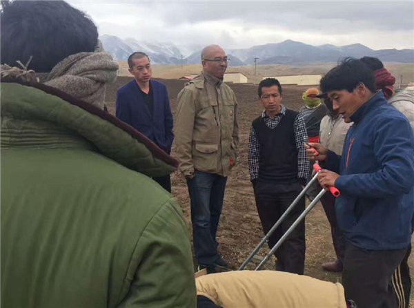 特色产业调结构 蕨麻种植促增收