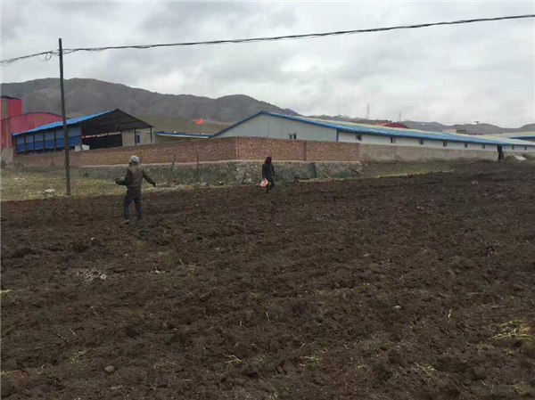 特色产业调结构 蕨麻种植促增收