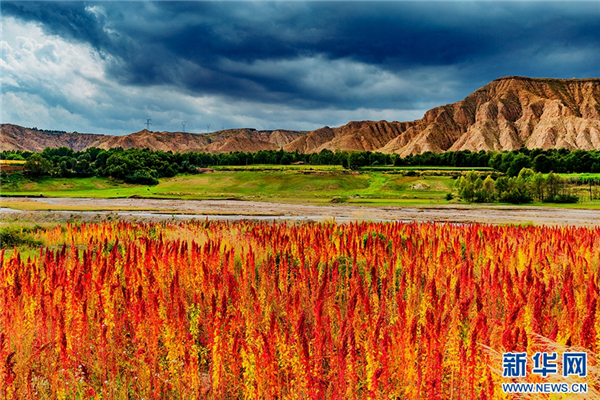 引智+外联培育新品种 青藏高原推广藜麦种植