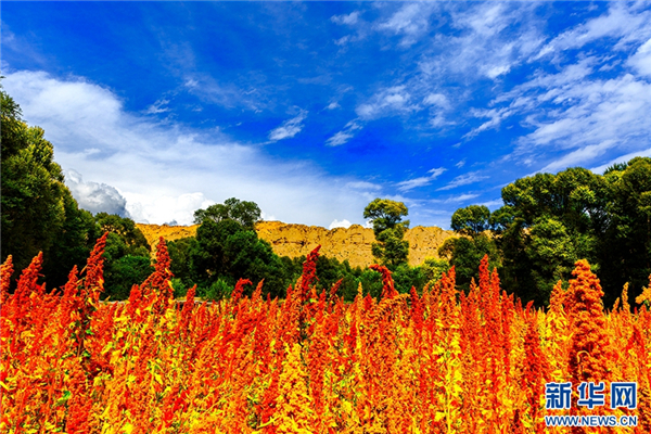 引智+外联培育新品种 青藏高原推广藜麦种植