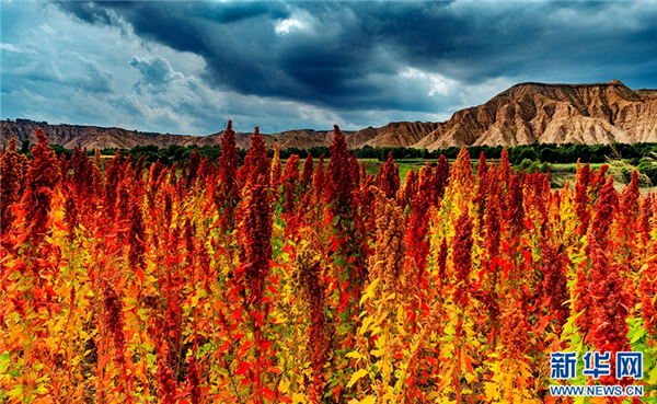 引智+外联培育新品种 青藏高原推广藜麦种植